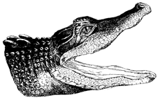 alligator